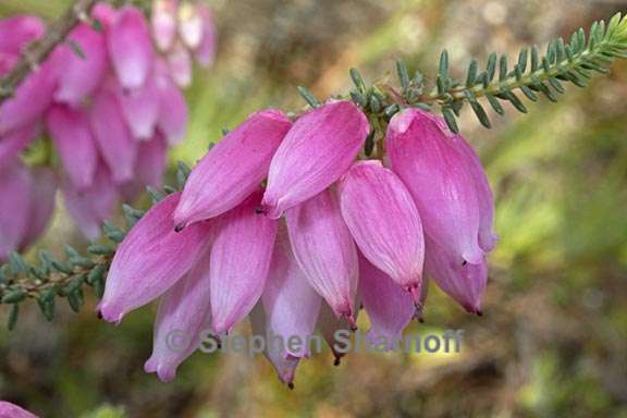 erica glauca var elegans 1 graphic